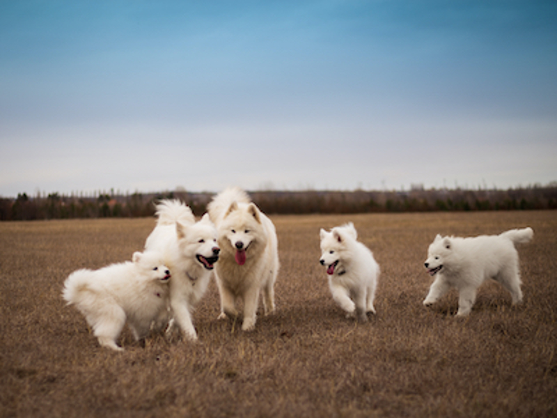 5 fluffy white dogs outdoors in a field