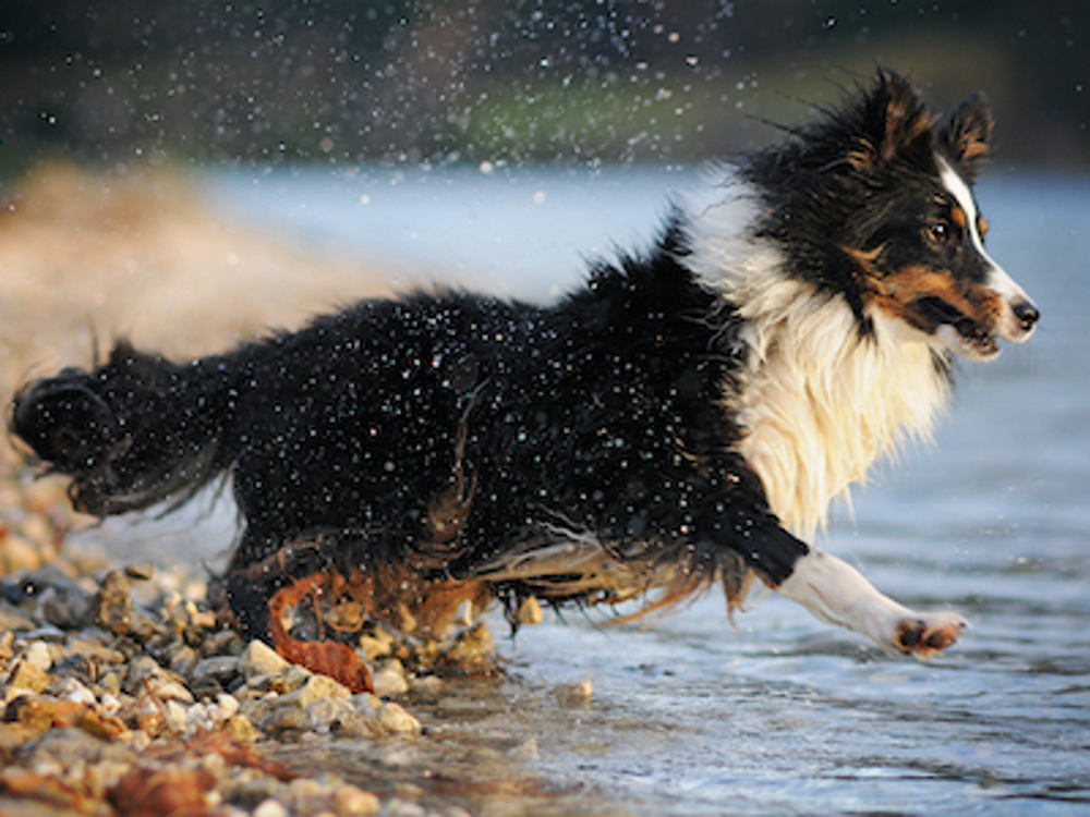 Shetland Sheepdog running into the water