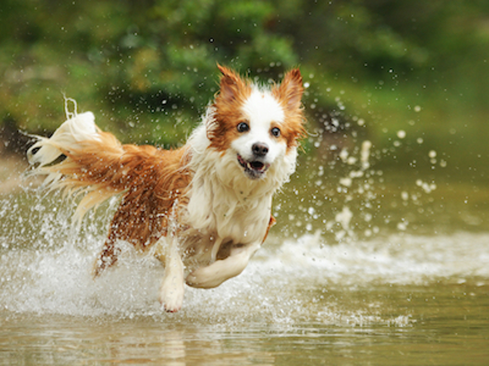 Border Collie