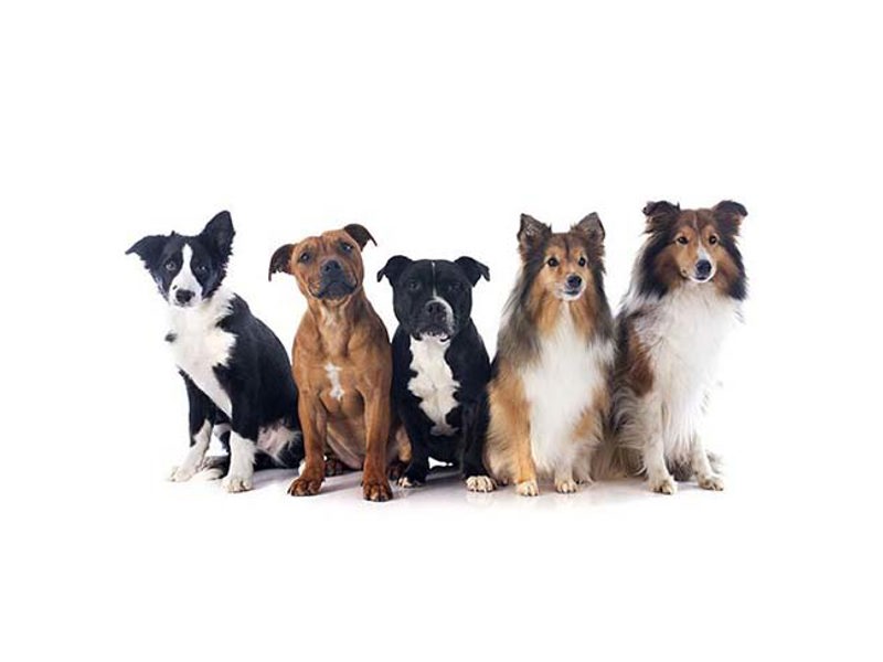 Group of five dogs