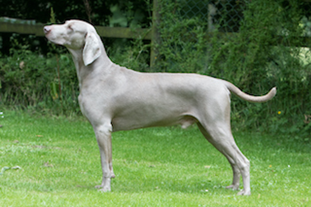 what is the breed of weimaraner