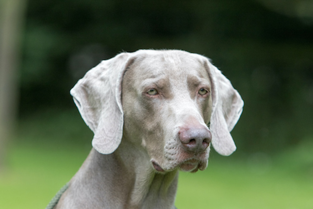 what is the breed of weimaraner