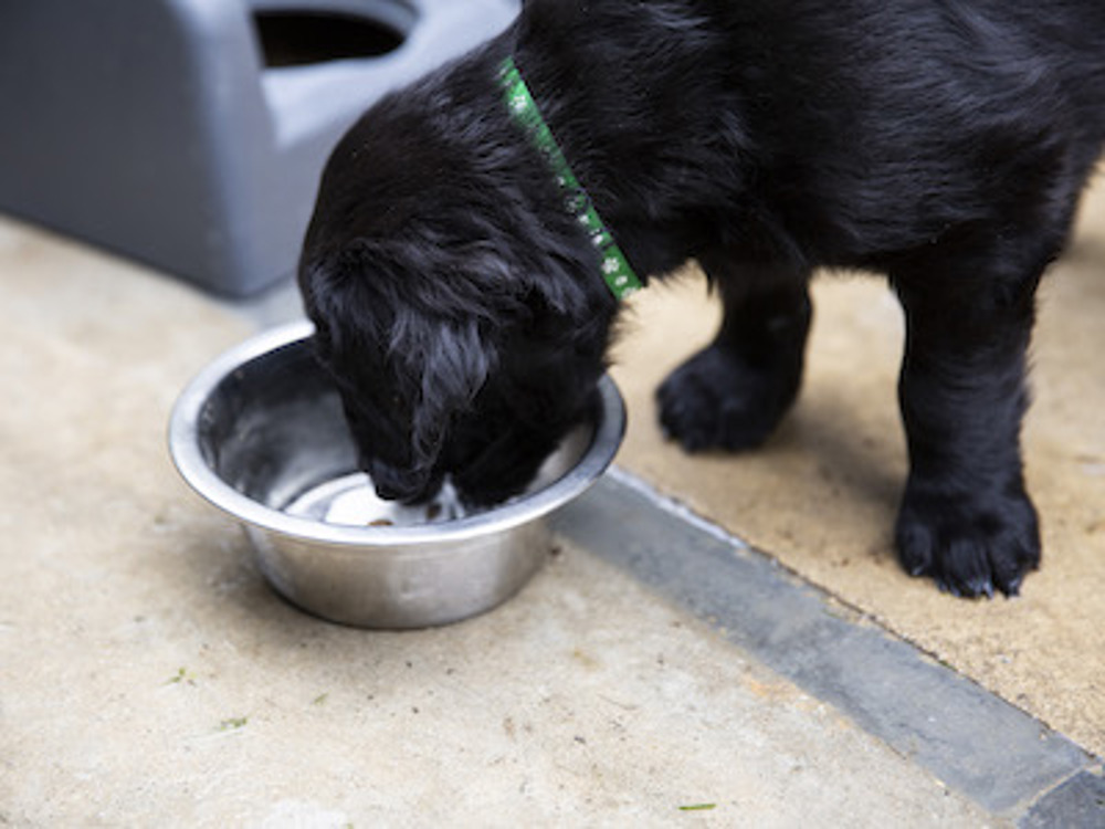Dog eating from a food bowl