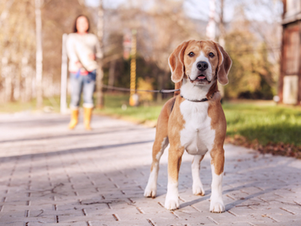Beagle walking on a leash with female owner walking behind