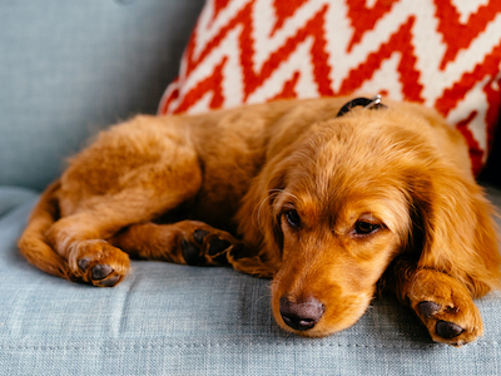 why does puppy poop more at night