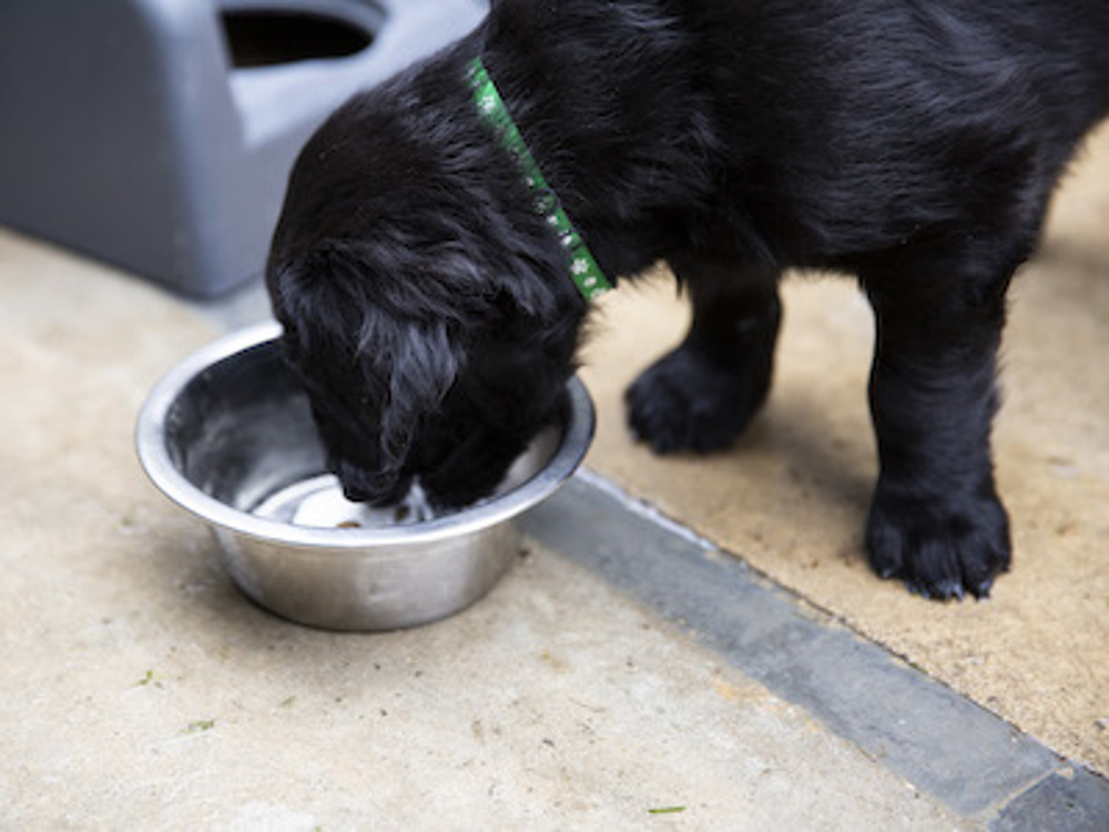 Black dog eating from a bowl