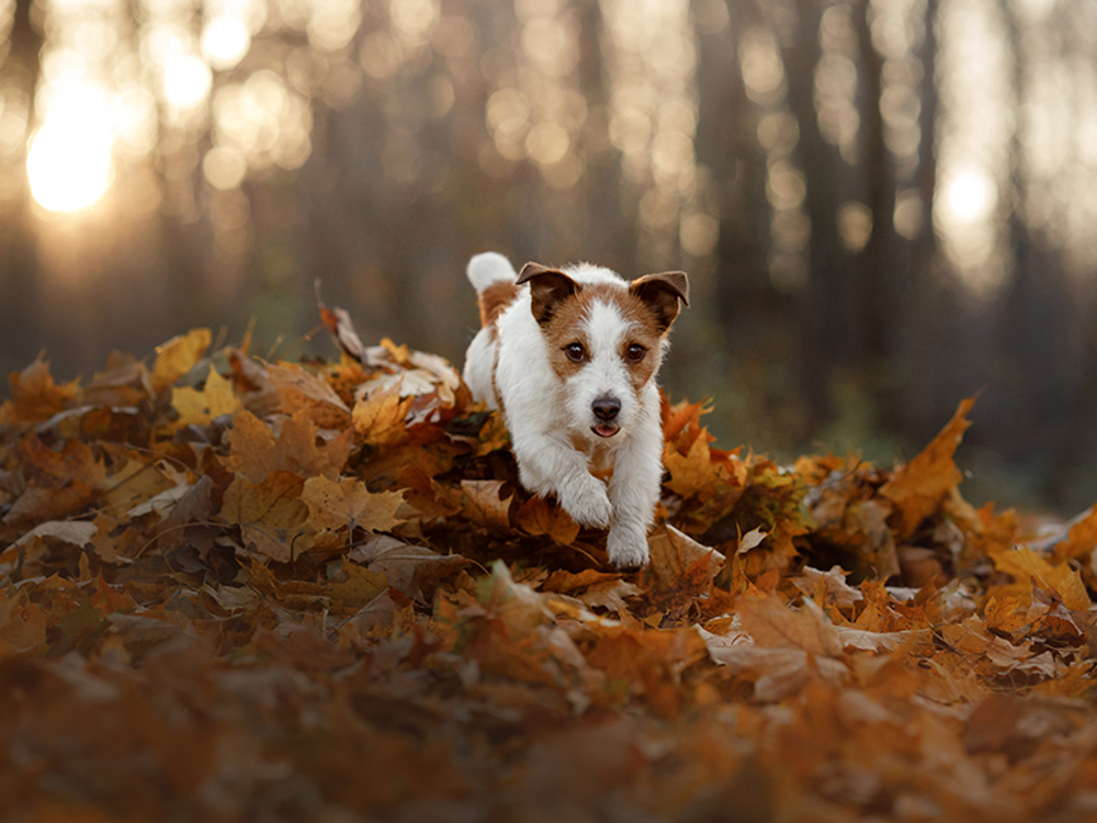 Jack Russell in leaves