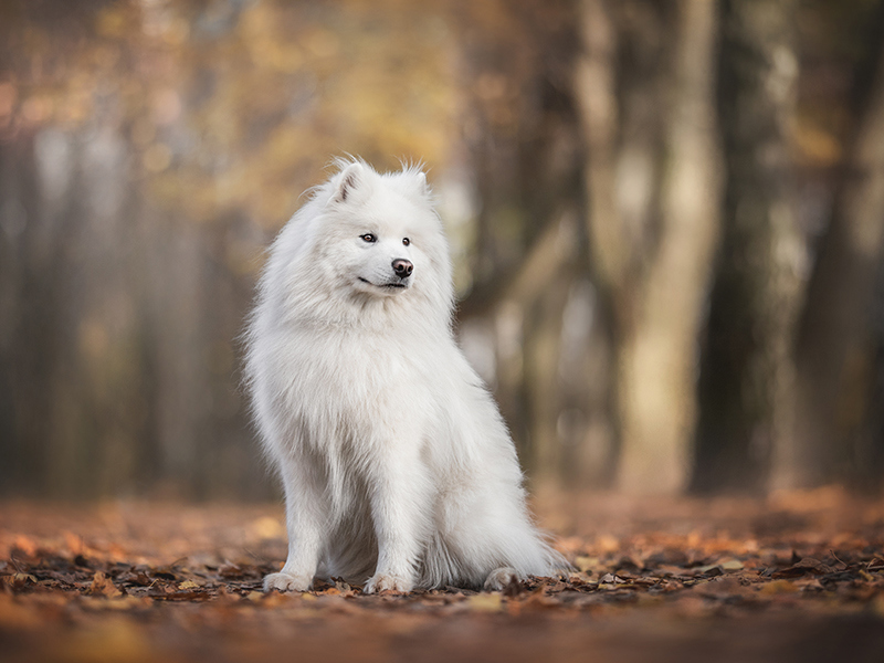 Samoyed sat down