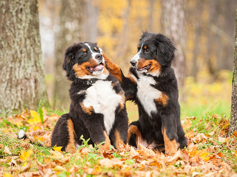 Two puppies together