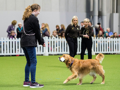 Dog in the ring at a dog show