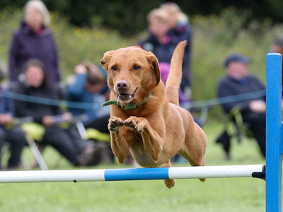Dog leaping over a hurdle