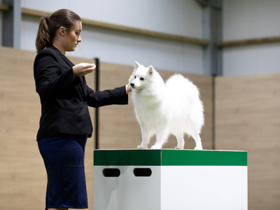 Dog being judged at Crufts