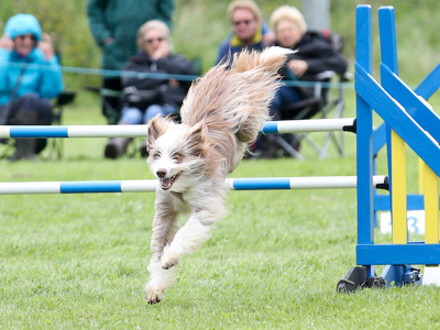 Dog leaping over a hurdle in an agility show
