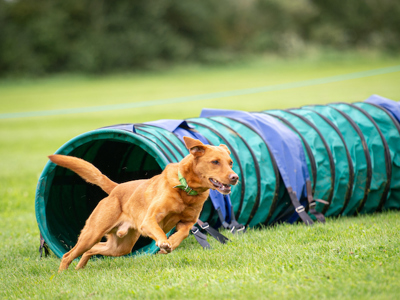 Dog running through a tunnel at an agility show