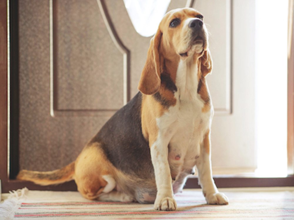 what vitamins are good for pregnant dogs