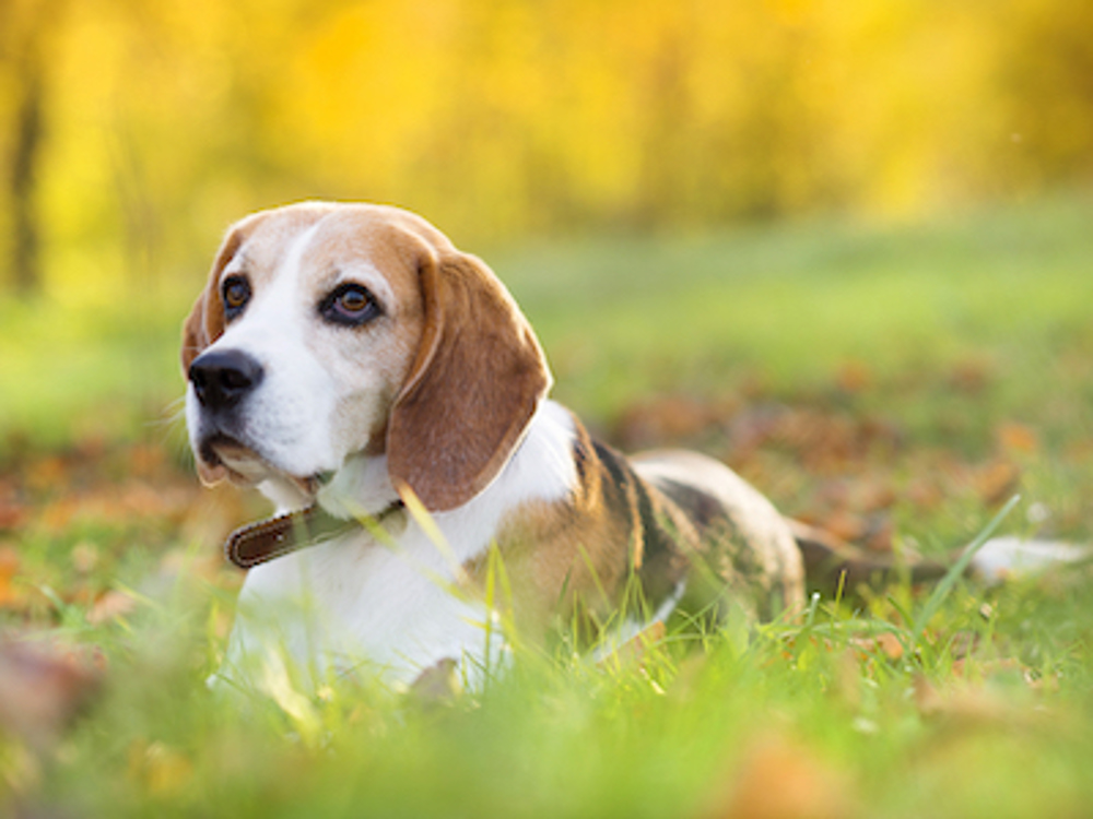 Beagle sitting in a field