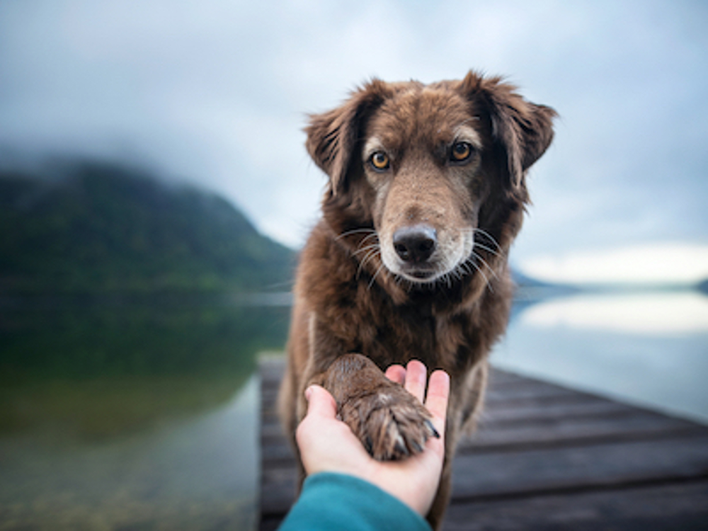 Dog's paw being held by photographer
