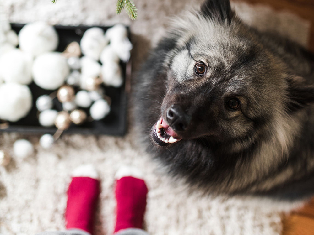 Dog looking up at owner