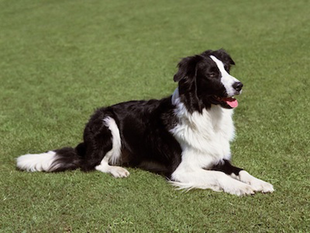 New Border Collie DNA test reporting scheme Kennel Club