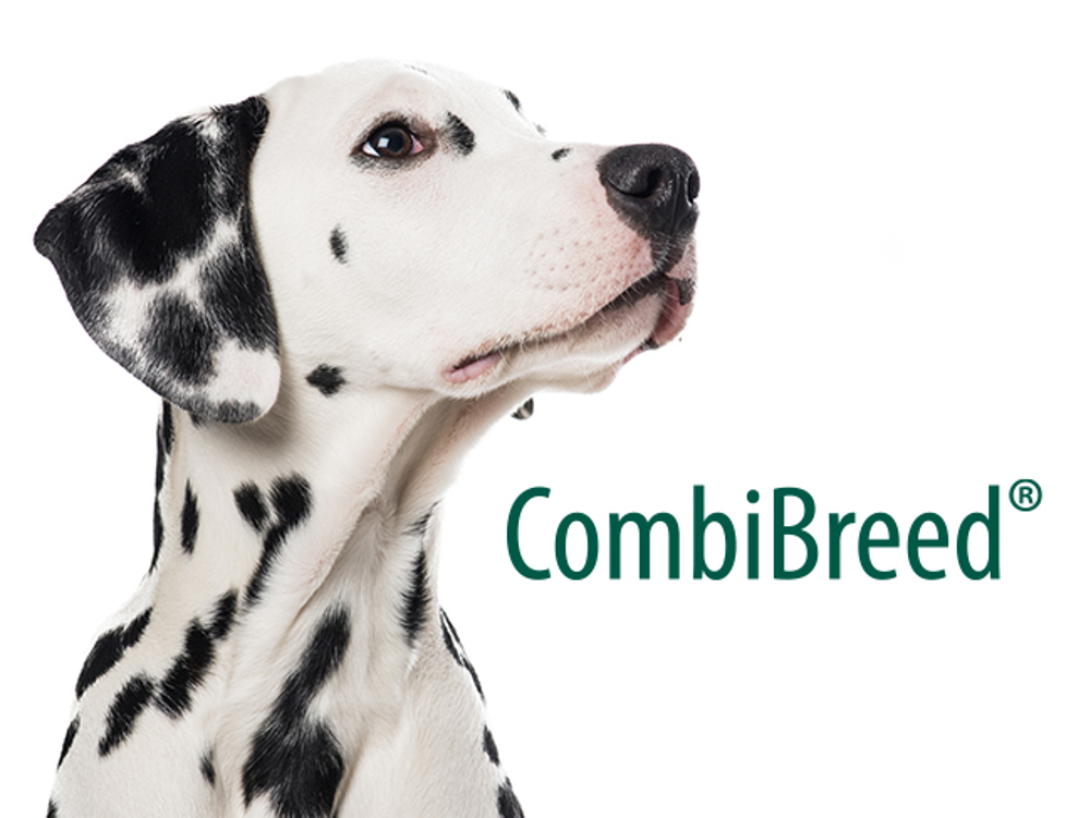 Dalmatian Combibreed