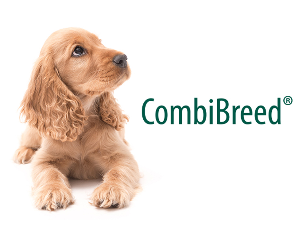 Spaniel Combibreed