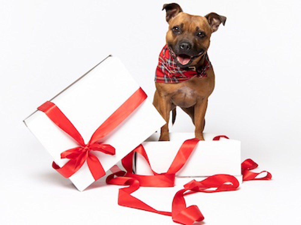 Dog and Christmas presents
