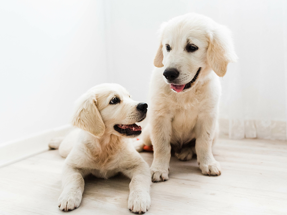Two puppies looking at each other