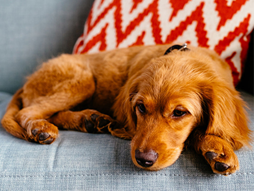 Unable to care for your dog | Dog Care | The Kennel Club