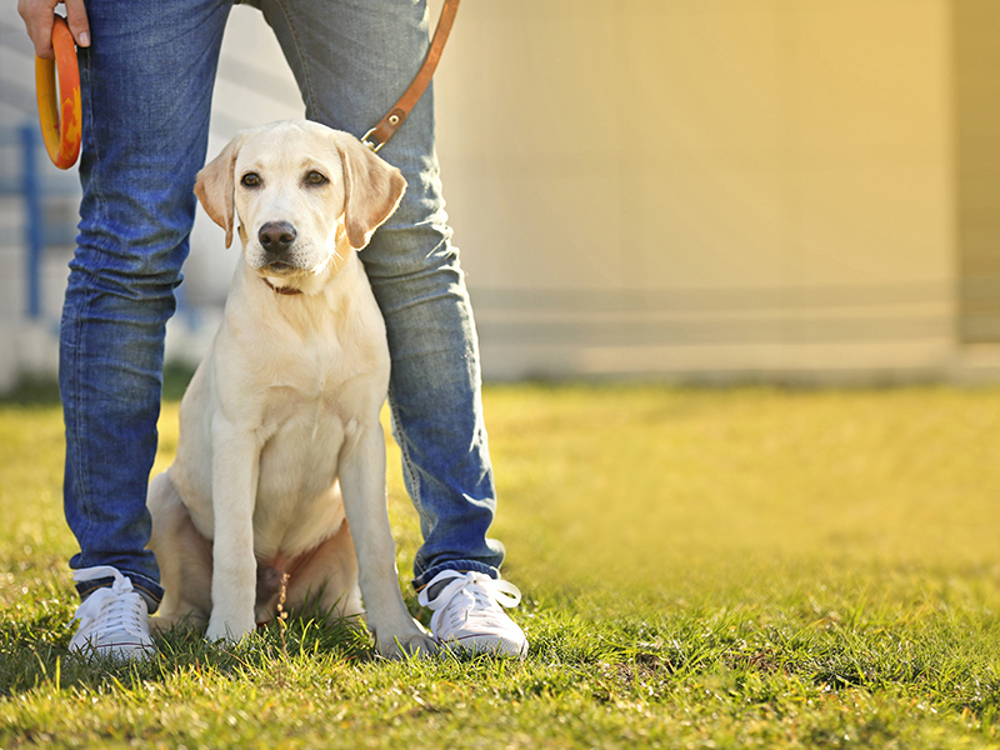 Protecting against dog theft Getting a dog Kennel Club