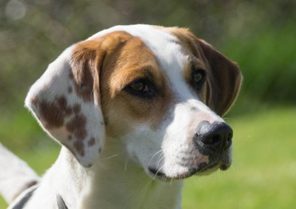 Harrier Breeds A to Z The Kennel Club