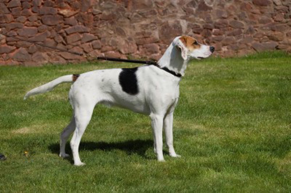 Harrier Breeds A to Z The Kennel Club