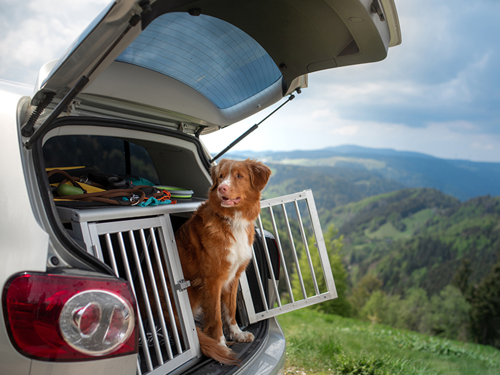Overseas travel | Getting a dog | The Kennel Club