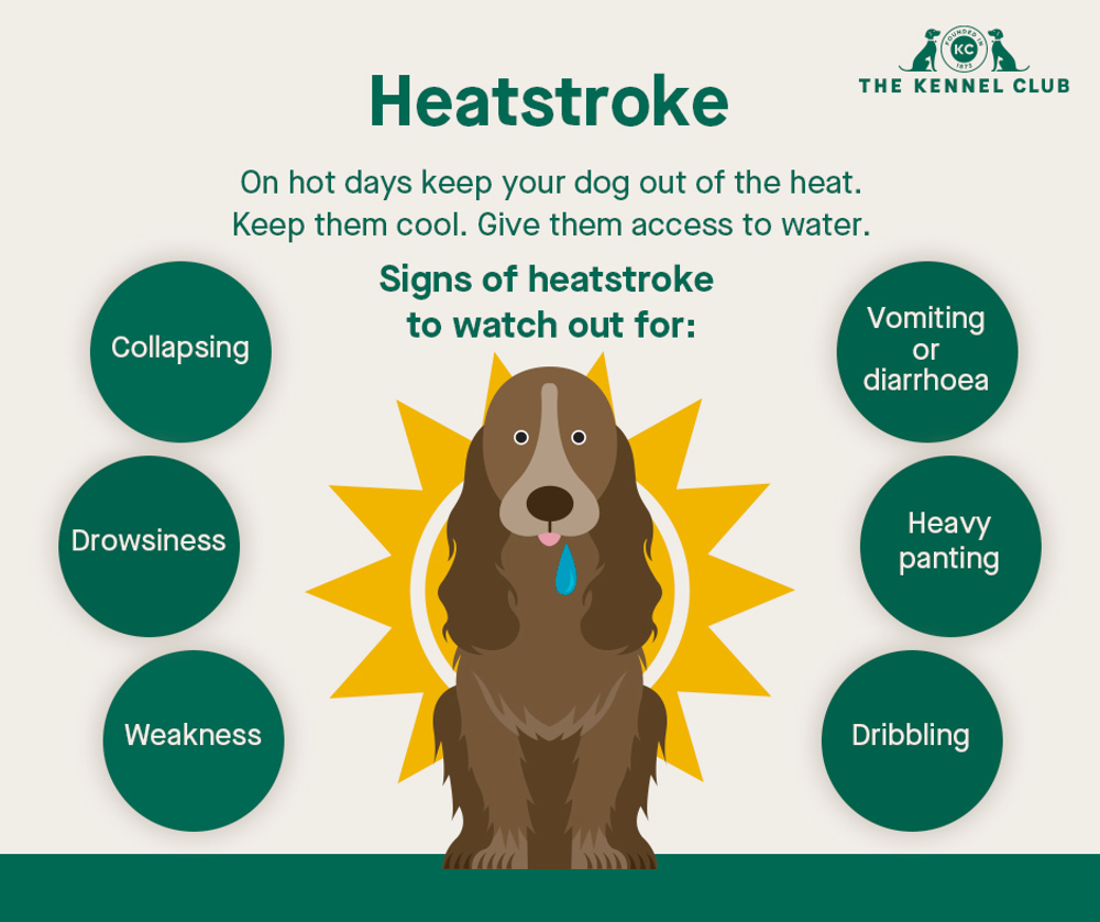 How To Help My Dog With Heat Stroke