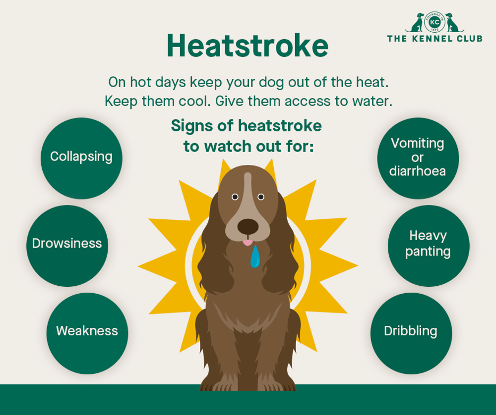 how does the heat affect dogs