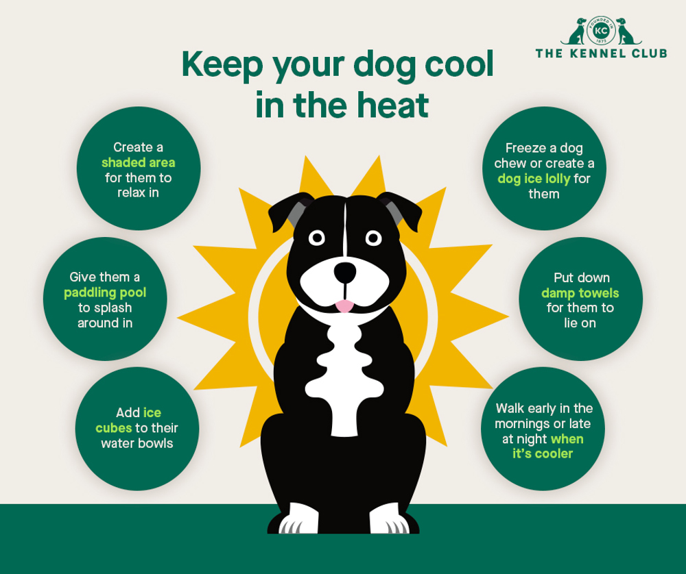 How do I cool down my dog?
