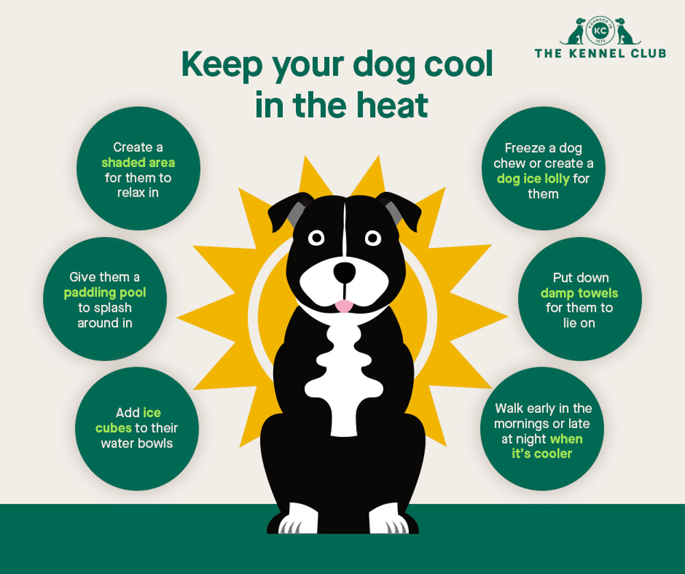 are ice cubes bad for dogs in the heat