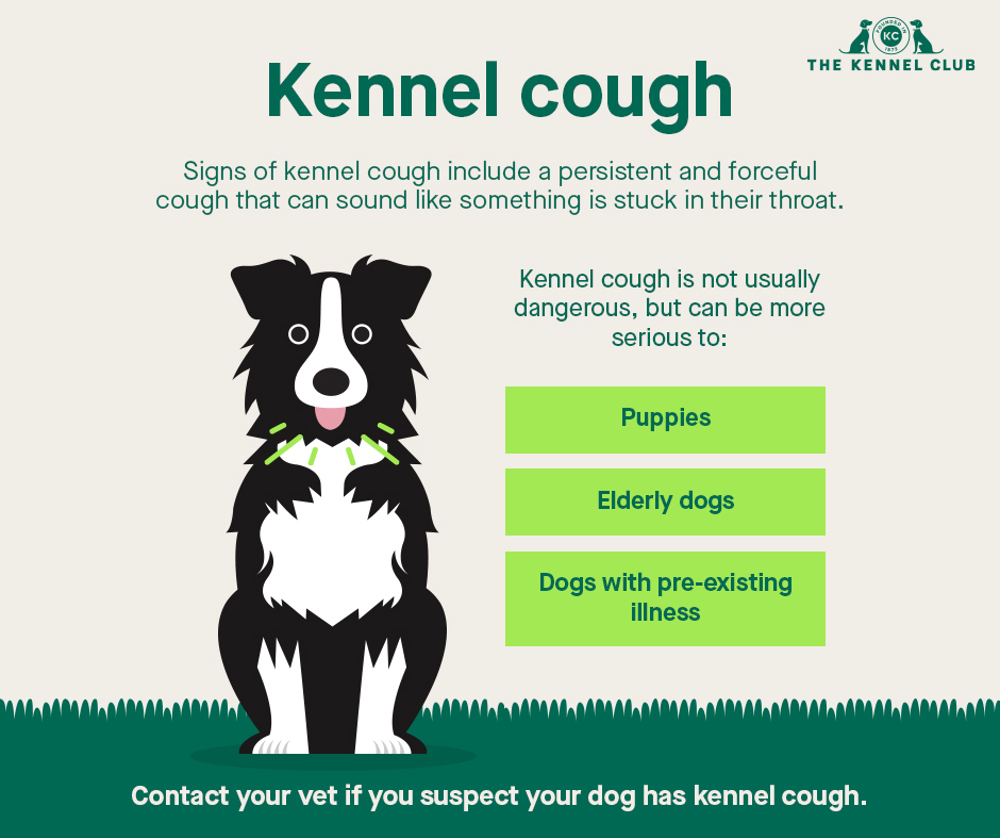 how to stop a dog from coughing with kennel cough
