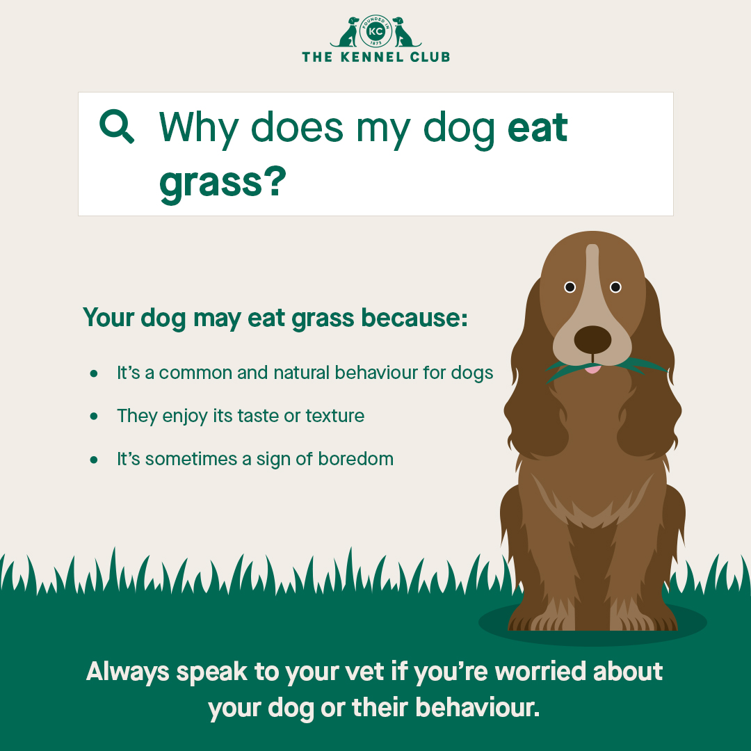 Does grass constipate dogs
