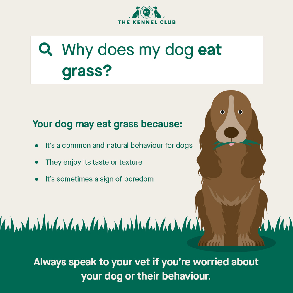 why do dogs lick grass
