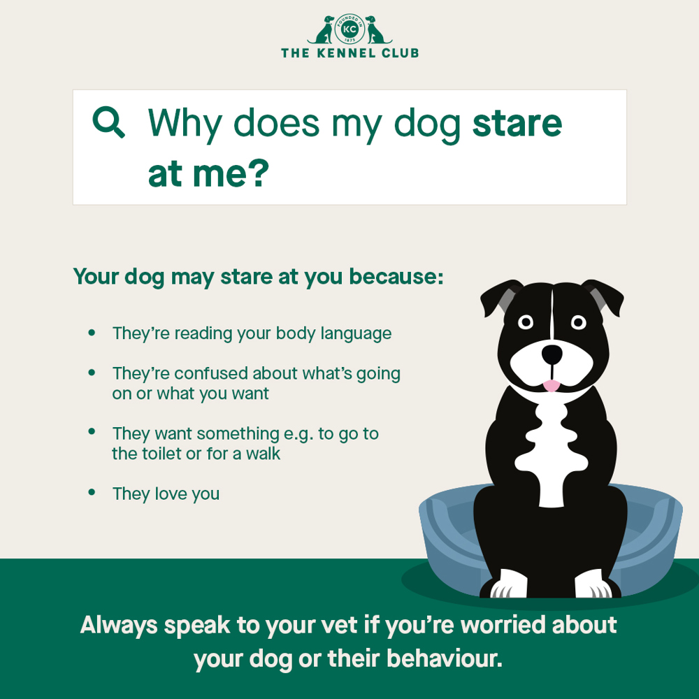 Why Does My Dog Stare At Me | The Kennel Club