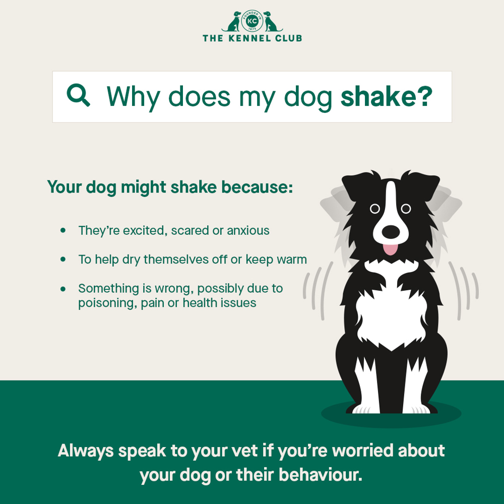 Why does my dog shake | The Kennel Club