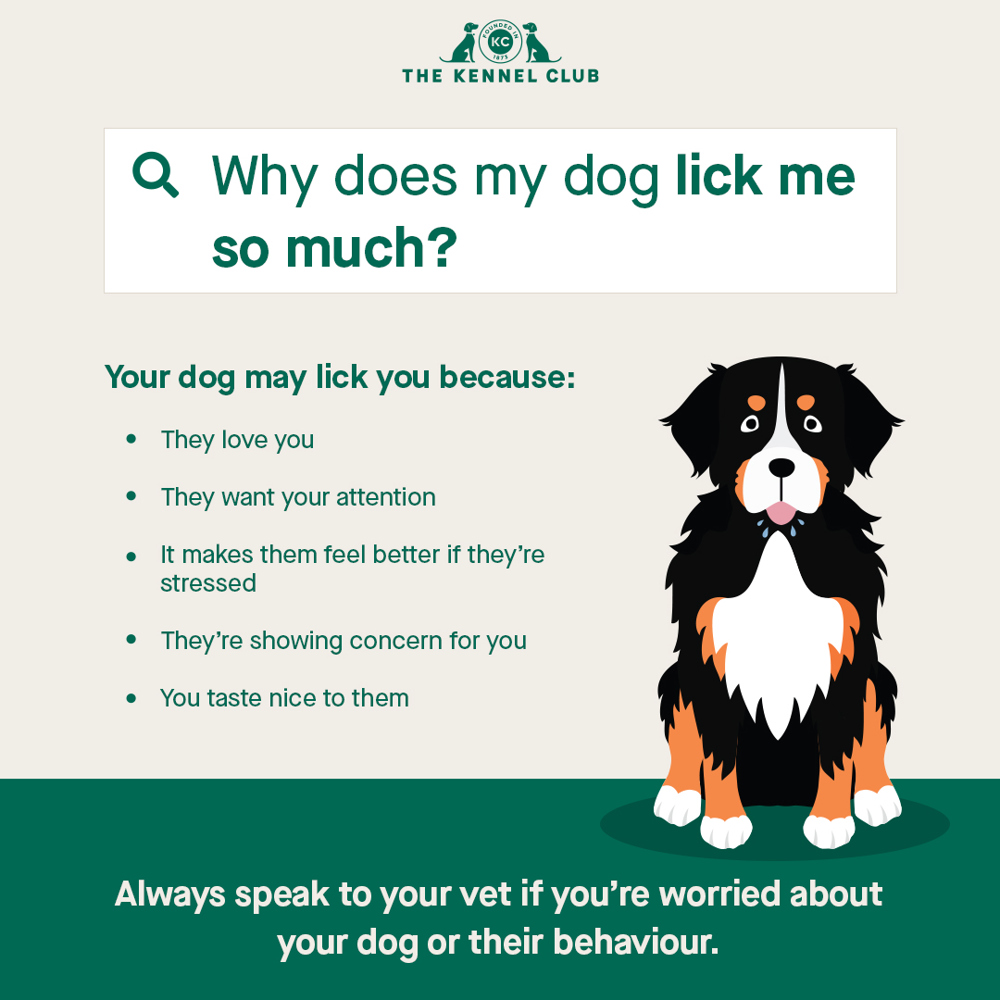 Why does my dog lick me so much? | The Kennel Club
