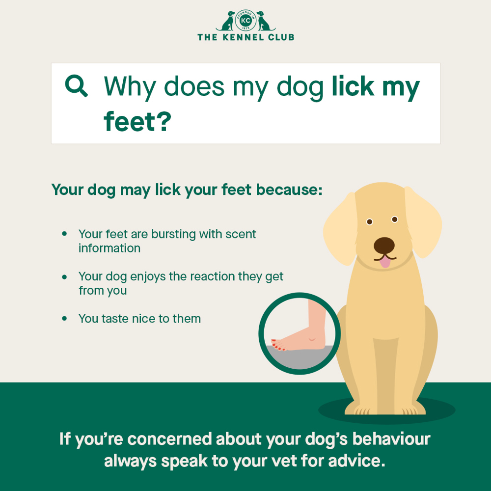 Why does my dog lick my feet? | The Kennel Club