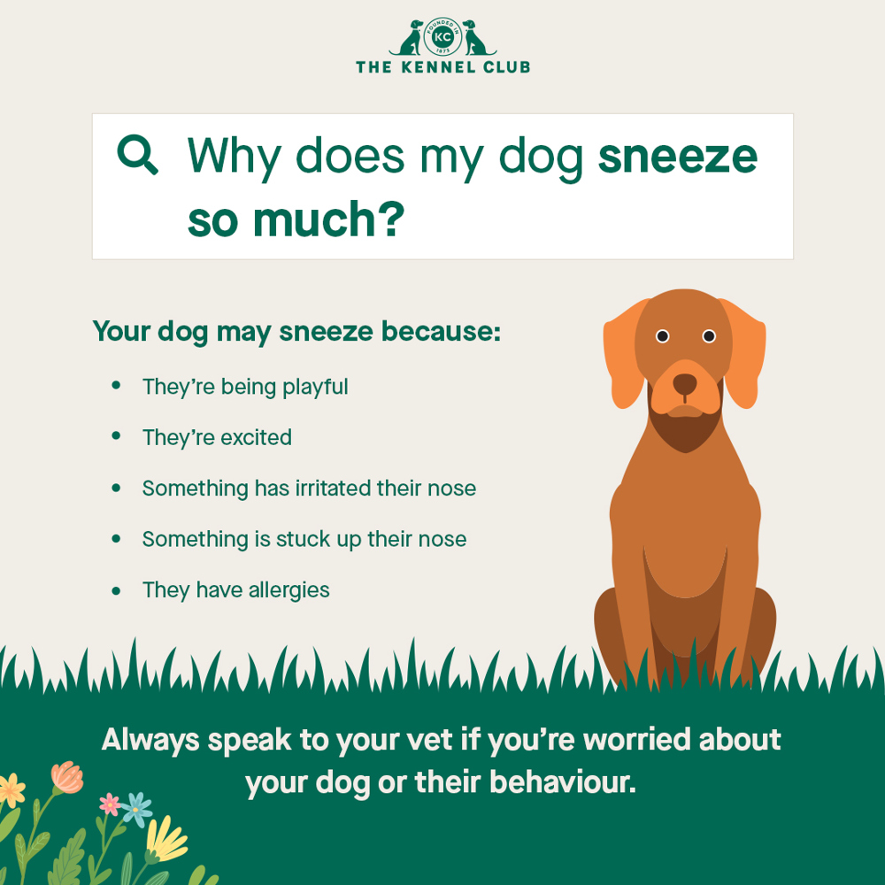 how do you treat a sneezing dog