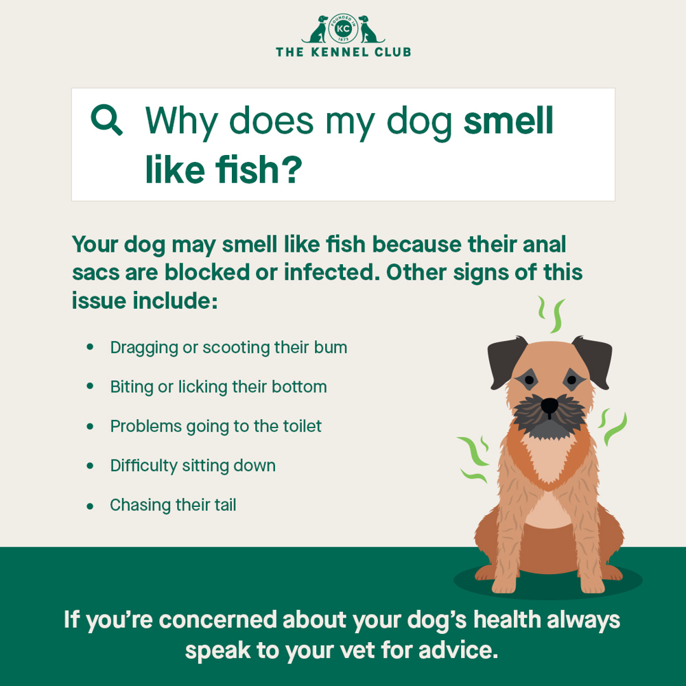 Why does my dog smell of fish the kennel club