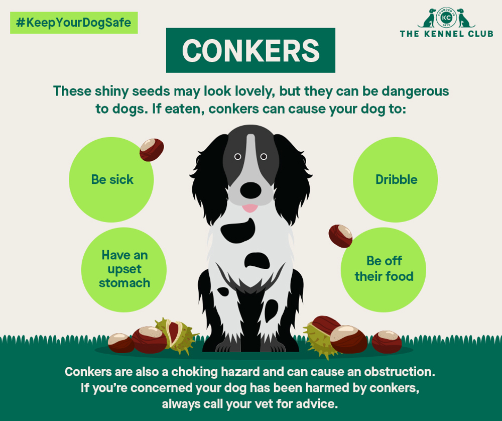 Why Does My Dog Keep Eating Leaves