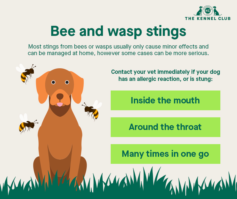 how do i know if my dog was stung by a bee