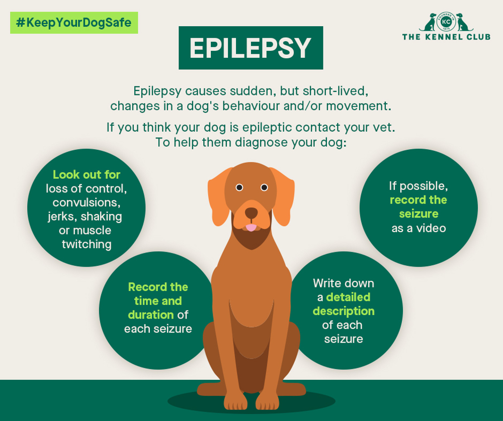 Epilepsy in dogs | Dog health | The Kennel Club