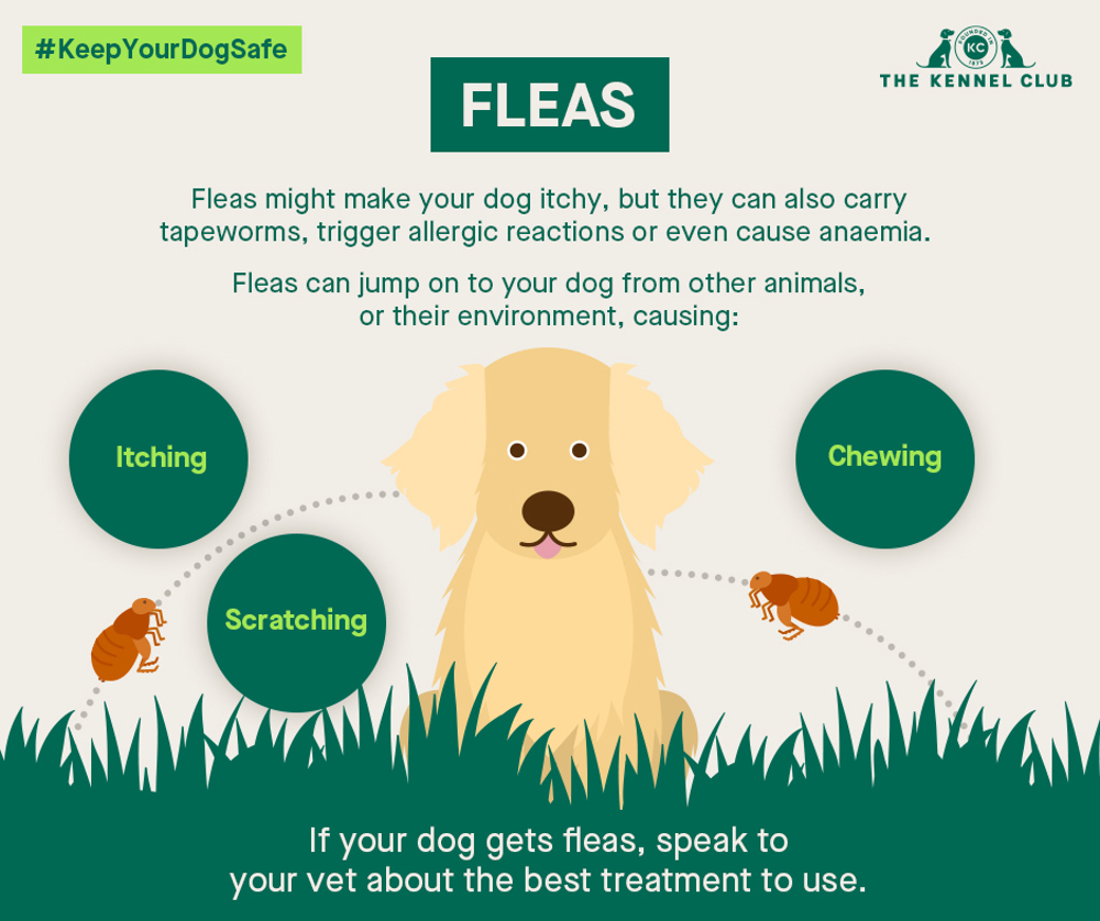 what to do if dog has fleas