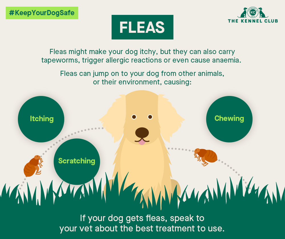 how can puppies get fleas